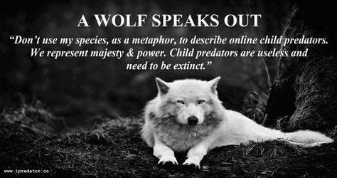 #ChildExploitation #ChildSafety & #OnlinePredator Awareness Image – Public Domain Internet Safety Graphic by #iPredator New York, USA     “Online predators may groom their victims like “Wolves in Sheep’s Clothing”, but we don’t molest our pups.” Dr. Canis Lupus (2017) Wolf Quotes, Gra O Tron, Wolf Wallpaper, She Wolf, Grey Wolf, Lone Wolf, White Wolf, A Wolf, Visual Statements