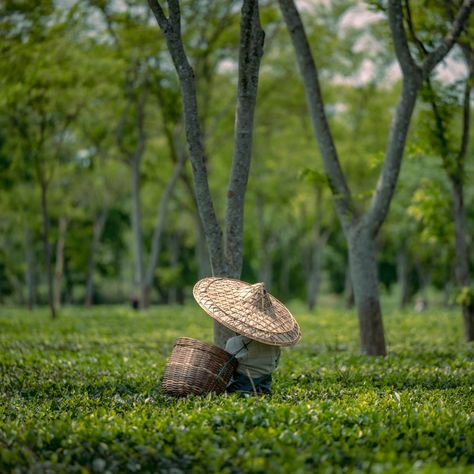 The Story of the Tea Pluckers' Hats Our tea pluckers' hats are more than just a symbol of their daily labor; they are a testament to their dedication and resilience. These woven straw hats, wide-brimmed to protect from the sun’s intense rays, are part of the age-old tradition of tea plucking in our estates. From the rolling hills of Assam to the misty mountains of Darjeeling, these hats are a constant companion as our pluckers move through the tea gardens with precision and grace, ensuring o... Darjeeling Tea Garden, Tea Gardens, Assam Tea, Darjeeling Tea, Misty Mountains, Coffee Corner, Darjeeling, Straw Hats, Tea Garden