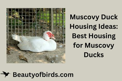 Muscovy Duck House, Muscovy Duck Coop, Duck Housing, Muscovy Ducks, Duck Species, Easy Chicken Coop, Duck Coop, Muscovy Duck, Housing Ideas