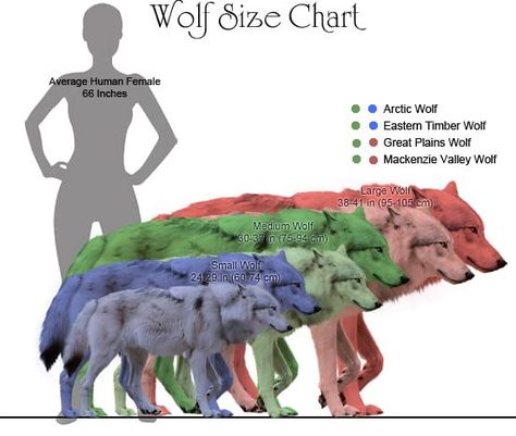 Types Of Wolves, Largest Wolf, Good Morning People, Wolf Stuff, Wolf Quotes, Wolf Photos, Morning People, Dire Wolf, Animal Study