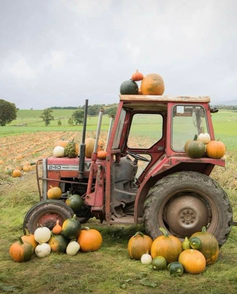 Pumpkin Picking At Arnprior Pumpkin Patch U Pick Pumpkin Patch, Pick Your Own Pumpkin Patch, Pumpkin Patch Set Up, Pumpkin Patch Display Ideas, Pumpkin Patch Attractions, Pumpkin Patch Games, Pumpkin Patch Ideas, Pumpkin Patch Business, Pumpkin Patch Diy