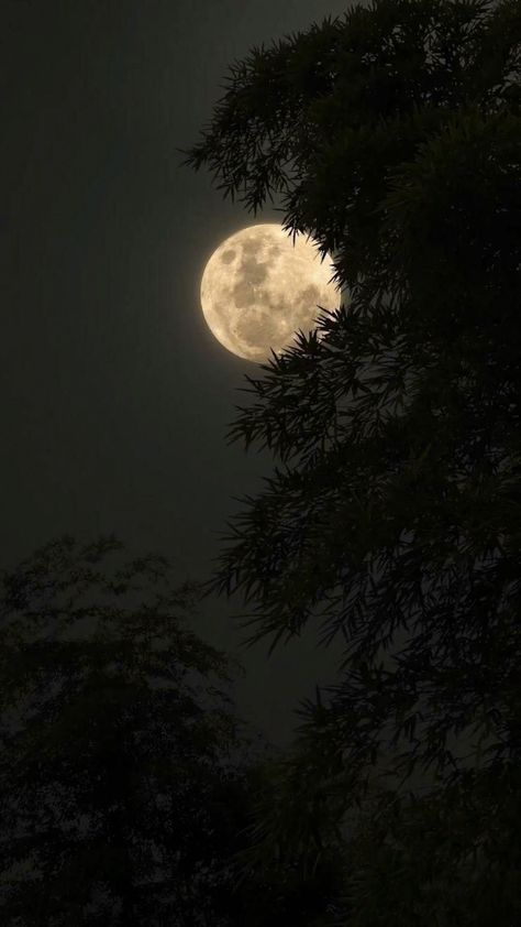 Moon Hd, Moonlight Photography, Blue Moon Photography, Moon Wallpaper, The Moon Is Beautiful, Spiritual Artwork, Dark Nature Aesthetic, Moon Illustration, Night Scenery