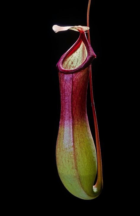 Mexican Pinguicula Sunset Magazine, Romantic Candles, Venus Fly Trap, Pitcher Plant, Plant Photos, Carnivorous Plants, Growing Indoors, Plant Sale, Plant Needs