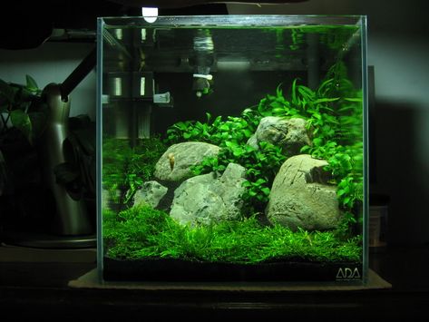 ADA 30C 27 watts, inert black sand substrate Low Tech Tank Show-and-Tell (low tech can be lush, too! =) - The Planted Tank Forum Aquascape Inspiration, Aquarium Garden, Aquascape Design, Betta Aquarium, Tropical Fish Aquarium, Aquarium Terrarium, Nano Aquarium, Fresh Water Fish Tank, Shrimp Tank