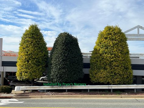 American Holly vs. Nellie Stevens Holly: A Comprehensive Comparison Nellie Stevens Holly, Evergreen Trees For Privacy, American Holly, Green Giant Arborvitae, Giant Arborvitae, Leyland Cypress, Fast Growing Evergreens, Privacy Trees, Holly Tree