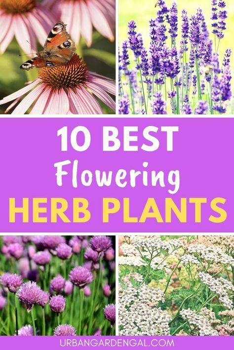 Flowering herbs are a beautiful addition to a flower garden or herb garden. Here are 10 of the best herb plants with flowers. #herbs #herbgarden #flowergarden Herbs To Plant, Flowering Herbs, Herb Plants, Outdoor Herb Garden, Spice Garden, Herb Garden In Kitchen, Medicinal Garden, Herb Garden Design, Herbal Plants