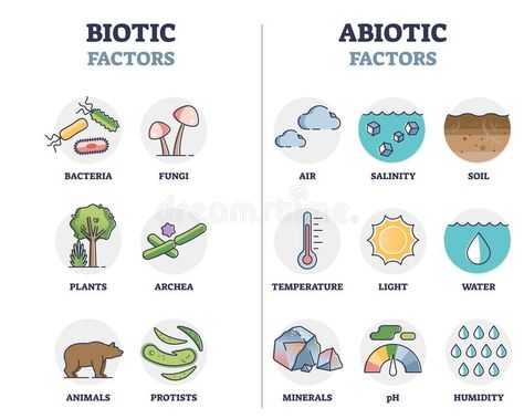 Biotic And Abiotic Factors, Abiotic Factors, Biotic And Abiotic, Ecosystems Projects, Basic Geography, Biology Art, Aquatic Ecosystem, Biology Notes, Natural Ecosystem