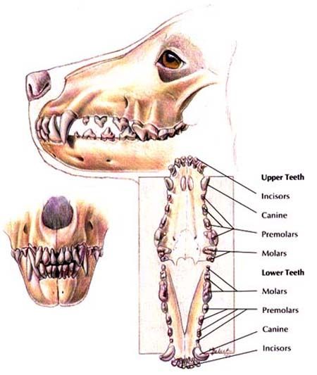 Canine Dentition - Normal Feline Anatomy, Anatomy Images, Vet Medicine, Vet Assistant, Cat Anatomy, 10 Interesting Facts, Animal Teeth, Animal Medicine, Cat Reference