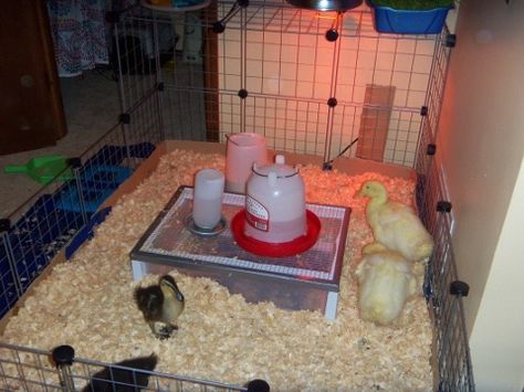 Solution for messy, smelly duckling water. Duck Brooder, Duck Waterer, Keeping Ducks, Duck Pens, Backyard Ducks, Baby Chicks Raising, Thread Diy, Chicken Incubator, Duck Coop