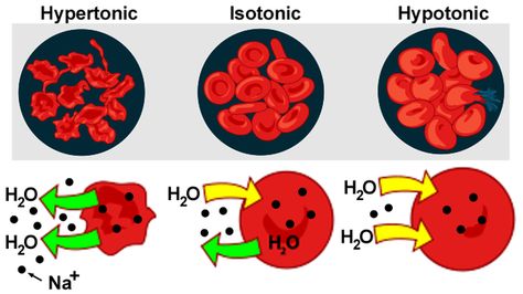 Tonicity | Hypotonic, Hyertonic & Isotonic Solutions Osmotic Pressure, A Cell, Anatomy And Physiology, Biology, Water