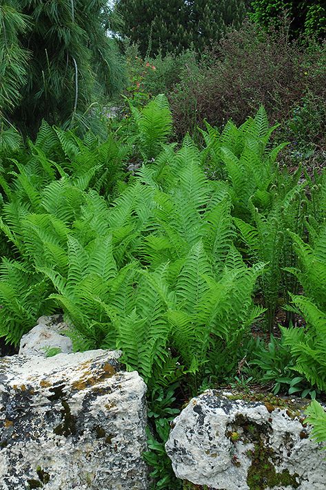 Garden Ferns, Shade Garden Ideas, Fern Garden, Ferns Garden, Shade Gardens, Meteor Garden 2018, Magic Garden, Garden Route, Herbaceous Perennials