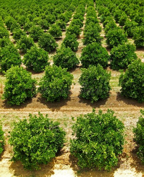 Orange Fruit Tree Orchard. Rows of Orange Fruit Trees growing in an orchard , #sponsored, #Tree, #Orchard, #Orange, #Fruit, #growing #ad Fruit Tree Orchard, Watering Trees, Poultry Farm Design, Tree Orchard, Orange Farm, Fruit Growing, Orchard Garden, Happy Tea, Modern Agriculture