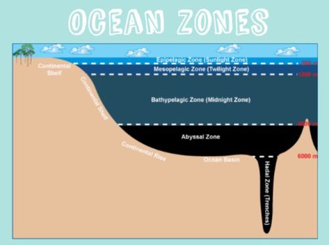 Hadal Zone, Layers Of The Ocean, Ocean Zones, Ocean Trench, Ocean Heart, Food Web, Art Study, Underwater Lights, Life On Earth