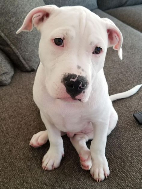 White Pitbull Puppies, Staffie Puppies, Dog Argentino, White Pitbull, American Bulldog Puppies, Staffy Dog, Pit Bull Puppies, White Puppies, Toasted Marshmallow