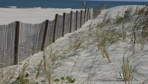 Beach Garden Design, Plastic Fencing, Snow Fence, Metal Fence Posts, Beach Grass, Timber Fencing, Fencing Material, Wire Fence, Beach Gardens