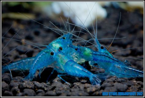 Blue Velvet Shrimp ***** Pet Care Printables, Pet Store Ideas, Creepy Animals, Fish Ideas, Tropical Freshwater Fish, Shrimp Tank, Nano Aquarium, Prawn Shrimp, Pet Blog