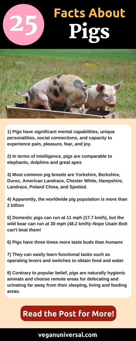 25 Facts About Pigs–All About Swine (Sentience, Intelligence, and Social Behaviour) Training Pigs, Pigs House Farm, Vegan Infographics, Showing Pigs, Pig Hooves, Showing Pigs 4-h, Pig Facts, Pig Pet, Animals Name In English