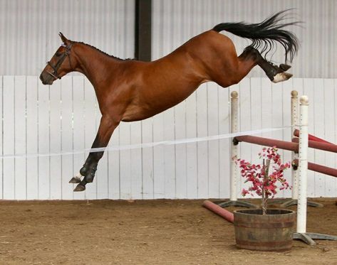 Scopey blood bay warmblood jumping