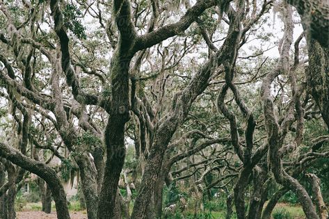 Stock Photo of Spanish Moss in Trees Abstract Texture photography Background #backgroundphotography #texturebackgroundphotography #beautifulbackgroundphotography #abstractphotography #landscapebackgroundphotography #vintagephotography #wallpaper #backgroundphotographer #graphicbackground #artbackground #spanishmoss #liveoaktree Spanish Moss Trees, Moss Tree, Tree Abstract, Live Oak Trees, Oak Forest, Texture Photography, Landscape Background, Abstract Texture, Spanish Moss