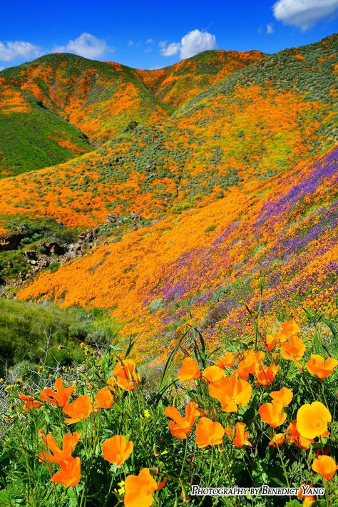 Walker Canyon Poppy Fields by Benedict Heekwan Yang 3-13-19; via Facebook Field Illustration, Poppies Field, Poppy Fields, California Poppies, Building Illustration, California Art, Poppy Field, California Poppy, Pretty Plants