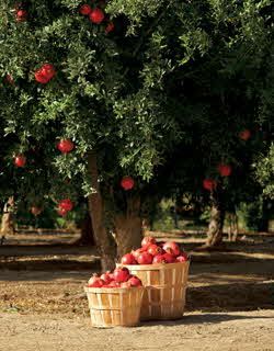 Pomegranate tree. Pomegranate Farming, Pomegranate Tree, Fruit Orchard, Food Forest, Pomegranate Juice, Apple Orchard, Fruit Garden, Exotic Fruit, Healthy Fruits