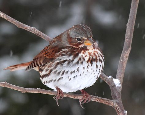 Fox Sparrow | Fox Sparrow Sparrow In Flight, Fox Sparrow, Names Of Birds, Unique Birds, List Of Birds, Baby Birds, Bird Photos, Sparrows, Baby Bird