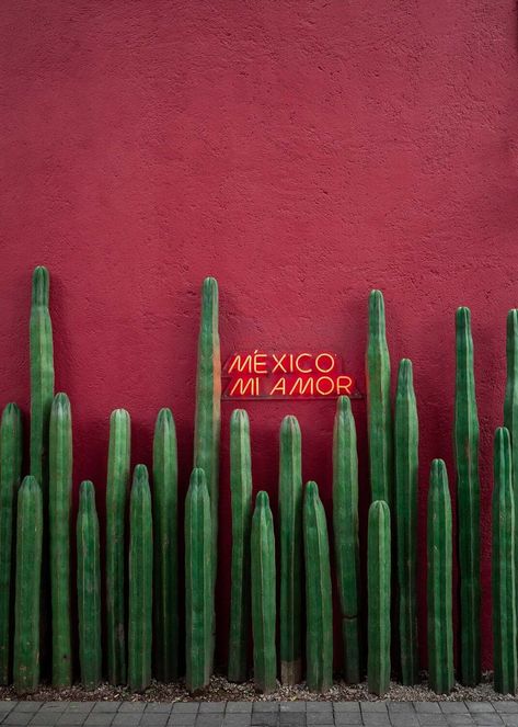 Ultimate Self Guided Tour of La Condesa, Mexico City - The Creative Adventurer Cactus Mexico, Red Wall Paint, Places To Visit In Mexico, Plants Photo, Mexico City Travel, Red Wall, Green Cactus, Painted Wall, Foto Art