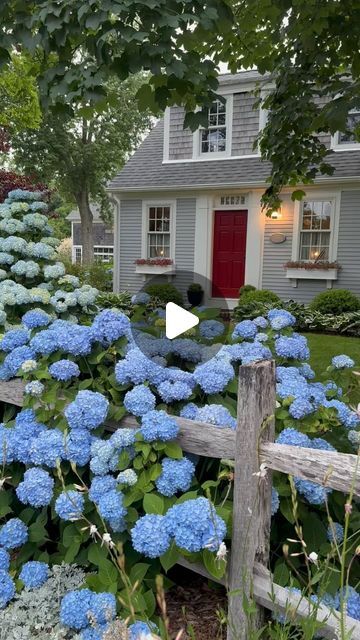 Dana on Instagram: "Summer days at Marsh Mellow are captured perfectly with this song🎶 

#summercottage #summertime #summerdays #hydrangealove #flowerpower #bluehydrangeas #bluehydrangea #hydrangea #countryhome #cottagegarden #gardening #capecod" Summer Cottage, Blue Hydrangea, Instagram Summer, Cape Cod, Cottage Garden, Summer Days, Country House, Hydrangea, Flower Power