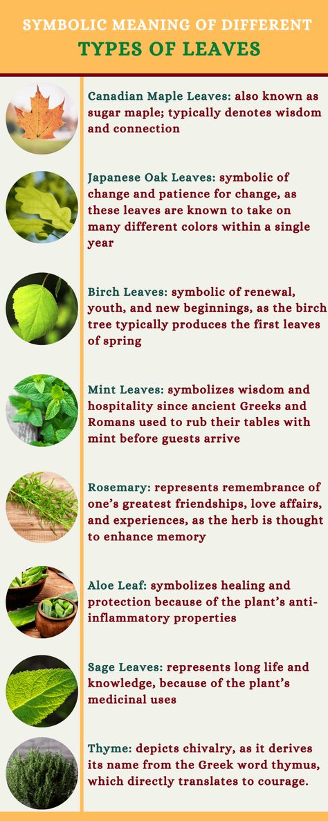 Different types of leaves are associated with different meanings. Here are some of the most popular. Different Plants And Their Meanings, Nature Symbols And Meanings, Vines And Their Meanings, Plants And Their Meanings, Leaf Meanings, Maple Leaf Meaning, Leaf Symbolism, Types Of Vines, Daycare Songs