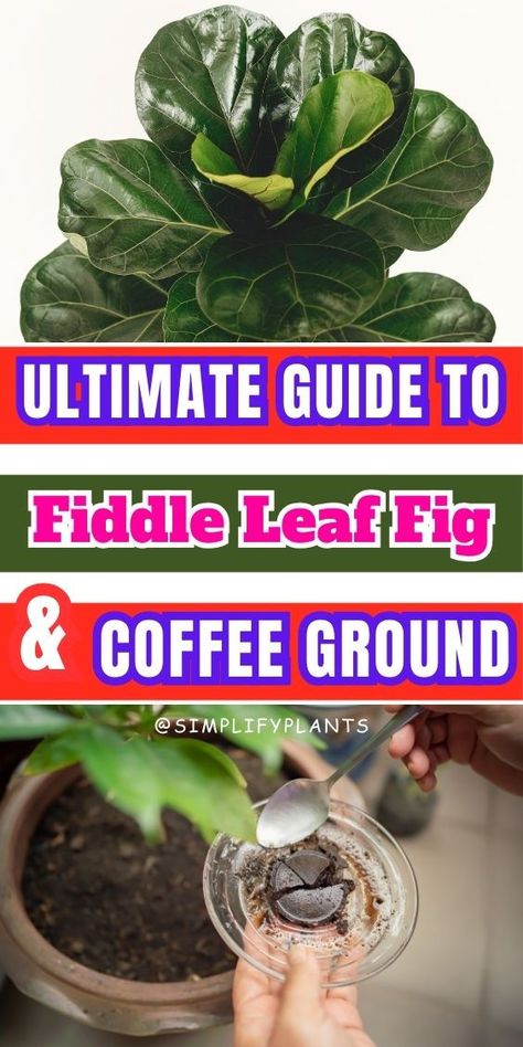 Coffee Grounds Fertilizer Techniques, Using Coffee Grounds As Plant Fertilizer, Best Practices for Fertilizing Indoor Plants with Coffee Grounds, Tips for Using Coffee Grounds to Fertilize Indoor Plants- Fiddle Leaf Fig care, Fiddle Leaf Fig watering, Fiddle Leaf Fig sunlight, Fiddle Leaf Fig soil, Fiddle Leaf Fig humidity, Fiddle Leaf Fig temperature, Fiddle Leaf Fig pruning, Fiddle Leaf Fig pests, Fiddle Leaf Fig diseases, Fiddle Leaf Fig propagation, Fiddle Leaf Fig fertilization Fig Plant Indoor, Fig Plants, Fiddle Leaf Fig Care, Fiddle Leaf Fig Plant, Fiddle Tree, Plant Fertilizer, Grow Herbs, Fig Plant, Fiddle Fig