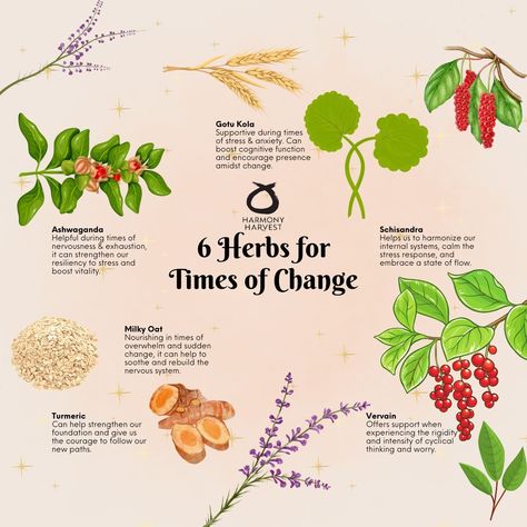 Embrace the power of nature's allies during times of change with these potent herbs: Ashwagandha for resilience, Milky Oat for nourishment, Turmeric for vitality, Schisandra for balance, Vervain for calm, and Gotu Kola for clarity. Let these herbal companions support you through transitions and transformations, guiding you with their wisdom and strength. 🌿🌙 #HerbalAlchemy . . . What are your go to herbs for times of change? Share it in the comment section! . . . #NatureConnection #RitualMagi... Herbs For Transformation, 30 Day Detox, Vegan Skincare Products, Baby Care Essentials, Kitchen Magic, Gotu Kola, Skin Detox, Healing Herbs, Vegan Skincare