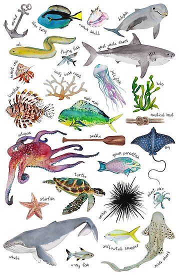 Under the Sea alphabet! From Anchor to Zebra shark • Millions of unique designs by independent artists. Find your thing. Sea Alphabet, Under The Sea Drawings, Sea Drawing, Sea Creatures Art, Alphabet Art Print, Sea Tattoo, Alphabet Art, Alphabet Poster, Marine Animals