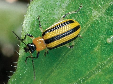 Growing Ideas with Johnny's Selected Seeds: Pest of the week: Striped Cucumber Beetle Organic Insecticide, Bad Bugs, Cucumber Beetles, Harvest Farm, Insect Species, Daily Harvest, Household Pests, Garden Bugs, Urban Farmer