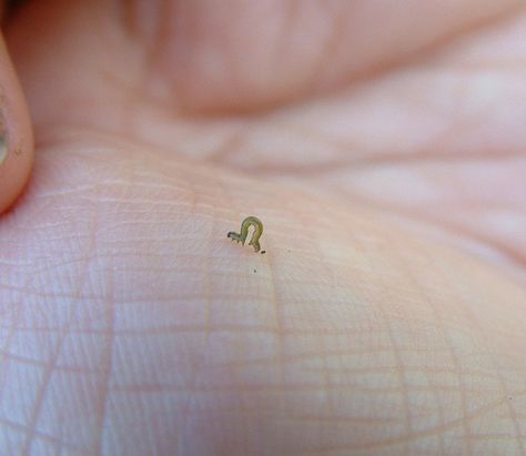 A really teeny tiny Caterpillar. Tiny Baby Animals, Tiny Person, Tiny Animals, Cute Reptiles, Cute Small Animals, Pretty Animals, Silly Animals, Cute Animal Photos, Cute Creatures