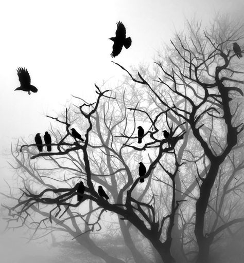 Crow Photography, Moldes Halloween, Crow Tattoo, Quoth The Raven, Crows And Ravens, Raven Tattoo, Crow Art, Raven Art, Black Birds