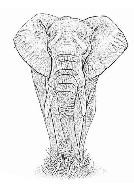 Elephant Tattoo Stencil, Sketch Elephant, Elephant Art Drawing, Black Pride Art, Elephant Stencil, Mandala Elephant Tattoo, Tattoo Elephant, Elephant Sketch, Animal Sleeve Tattoo