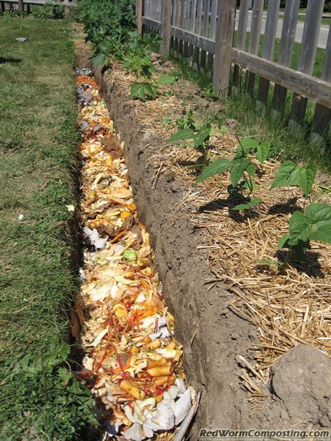 The Vermicomposting Trench | Red Worm Composting Red Worm Composting, Worm Composting, Plants Growing, Backyard Vegetable Gardens, Permaculture Gardening, Garden Compost, Veg Garden, Vegetable Garden Design, Composting