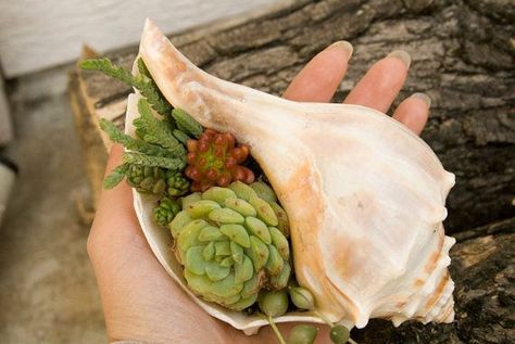 In a shell Kaktus Dan Sukulen, Shell Planter, نباتات منزلية, Succulent Cuttings, Succulents Indoor, Small Planter, Cactus Y Suculentas, Amazing Diy, Succulents Diy