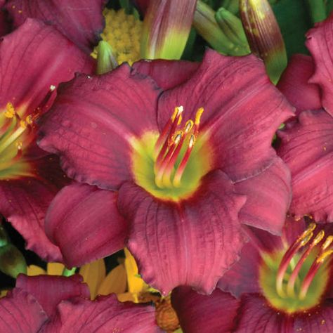 Day Lilies Care, Reblooming Daylilies, Deck Landscaping, Daylily Garden, Mulch Landscaping, Drought Tolerant Perennials, American Meadows, Mid July, Growing Gardens