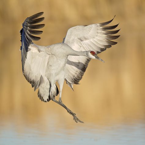 Another landing Sandhill Crane at the north end of Bosque sel Apache's Flightdeck Crane Flying, Prairie Chicken, Around Arm Tattoo, Farm Fields, Crane Fly, Sandhill Crane, Water Birds, Japanese Crane, Quan Yin