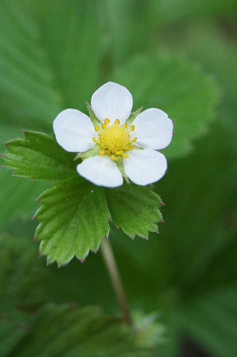 strawberry Swedish Photography, Botanical Journal, Merry Berry, Strawberry Flower, Strawberry Picking, Natural Ecosystem, Fruit Photography, Gorgeous Flowers, Wild Strawberries