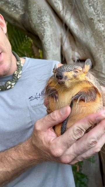 Armadillo Aesthetic, Cute Armadillo, Armadillo Stuffed Animal, Armadillo Animal, Armadillo Sculpture, Journal 2023, Animal References, Animal Photos, Cute Animal Photos