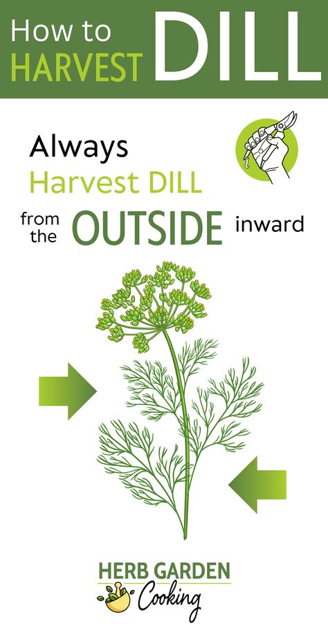 Maximize your dill harvest with these harvesting hacks. Start harvesting with mature stems on the outer layers of the plant for a continuous supply of fresh dill. Dill Flower Uses, Harvesting Dill, Harvest Dill, Planting Dill, Preserving Herbs, Garden Cooking, Drying Dill, Infused Oils, Fresh Dill