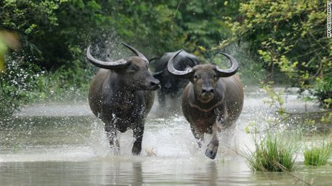 Wild Buffalo - Pobitora Wildlife Sanctuary, Assam Buffalo Meat, Buffalo Animal, Wild Animal Wallpaper, Agricultural Development, Wild Waters, Water Buffalo, Types Of Animals, Wildlife Sanctuary, Natural Park