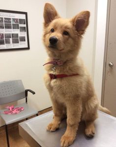 SO FLUFFY!  This German shepherd and golden retriever mix, who is being very good at the vet: White Golden Retriever Puppy, Golden Retriever Mix, Dog German, Handmade Dog Collars, Mixed Breed Dogs, Golden Retriever Puppy, Retriever Puppy, Shepherd Puppies, Golden Retrievers