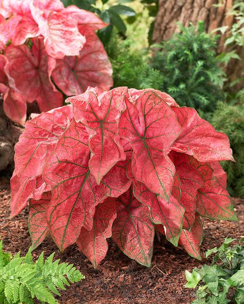 Caladium Bulbs — Buy fancy leaf Caladiums online at Farmer Gracy UK Summer Bulbs, Lush Plants, Tropical Forests, Green Veins, Paint The Town Red, Pinkish Red, Pitch Black, Pot Plant, Red Leaves