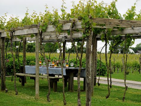 tuscan influence Vineyard Garden Ideas, Small Vineyard Backyard, Backyard Vineyard Ideas, Vineyard Pergola, Vine Yard, Vineyard Garden, Backyard Vineyard, Grape Vine Trellis, Cornwall Garden