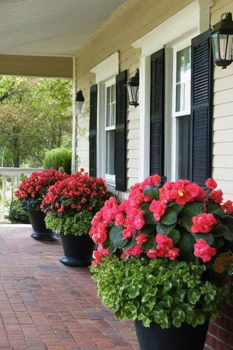 10 Best Shade Plants For Front Of House And Porch Front Porch Flower Ideas, Plants For Front Of House, Best Shade Plants, Best Plants For Shade, Porch Planter, Fern Images, Front Porch Plants, Front Porch Flowers, Tuberous Begonia