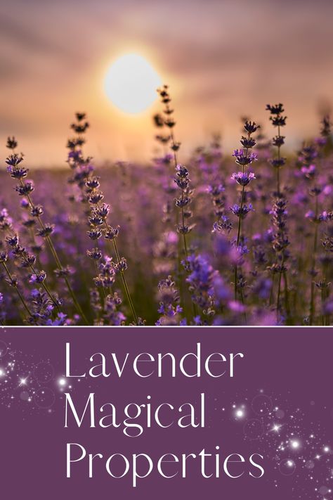 Check out the many different lavender magical properties here! Magical Properties Of Lavender, Lavender Magical Properties, Lavender Magic, Lavender Uses, Green Magic, Witch Spell Book, Witch Spell, Lavender Scent, Spell Book