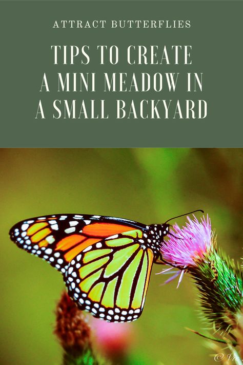 You may not have room for a full sized meadow in your yard but you do likely have room for a mini meadow-inspired garden in a sunny part of your yard. Here are some tips to get you started with a garden for butterfly, native bees and other pollinators that will be attracted to the native flowers and grasses in your new garden. A meadow is great for the whole family, but especially children who will love to discover the butterflies and hummingbirds that visit the garden. garden design | landscape Mini Meadow, Perennial Sunflower, Backyard Landscapes, Butterfly Meadow, Butterflies And Hummingbirds, Natural Landscaping, Hillside Garden, Prairie Garden, Meadow Garden